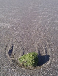 Fuzzy Green Seaweed
