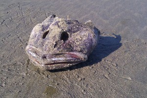 A dead fish-head... probably a grouper